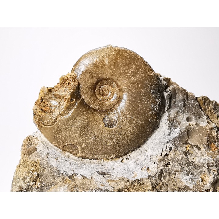 Ammonite from Early Triassic Dieneroceras spathi (kummel & Steele)- Elko Co., Nevada, USA