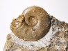 Ammonite from Early Triassic Dieneroceras spathi (kummel & Steele)- Elko Co., Nevada, USA