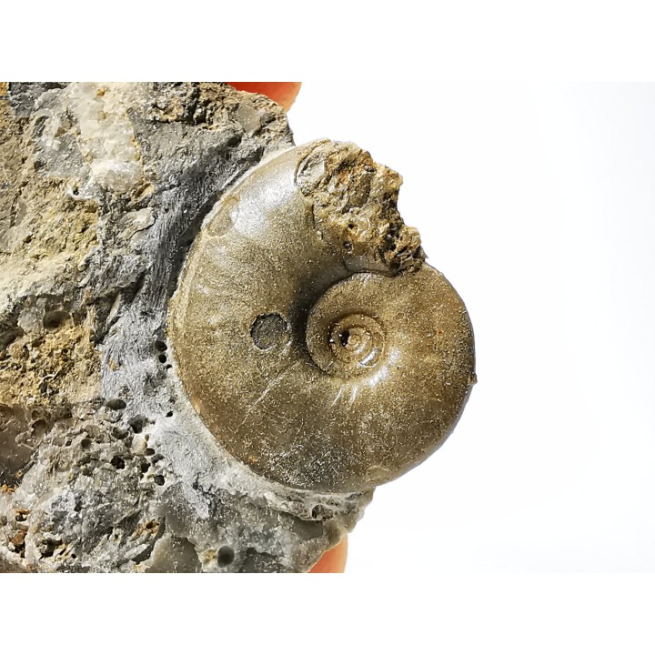 Ammonite du Trias Inférieur Dieneroceras spathi (kummel & Steele)- Elko Co., Nevada, USA