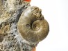 Ammonite du Trias Inférieur Dieneroceras spathi (kummel & Steele)- Elko Co., Nevada, USA
