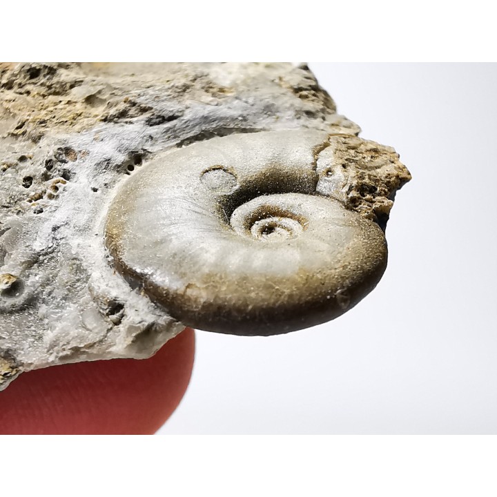 Ammonite from Early Triassic Dieneroceras spathi (kummel & Steele)- Elko Co., Nevada, USA