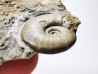 Ammonite du Trias Inférieur Dieneroceras spathi (kummel & Steele)- Elko Co., Nevada, USA