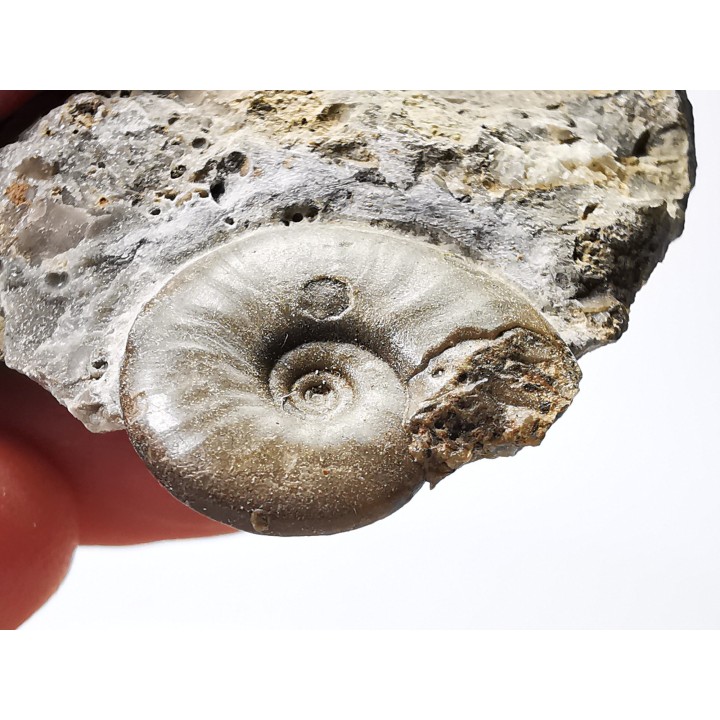 Ammonite from Early Triassic Dieneroceras spathi (kummel & Steele)- Elko Co., Nevada, USA