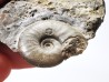 Ammonite du Trias Inférieur Dieneroceras spathi (kummel & Steele)- Elko Co., Nevada, USA