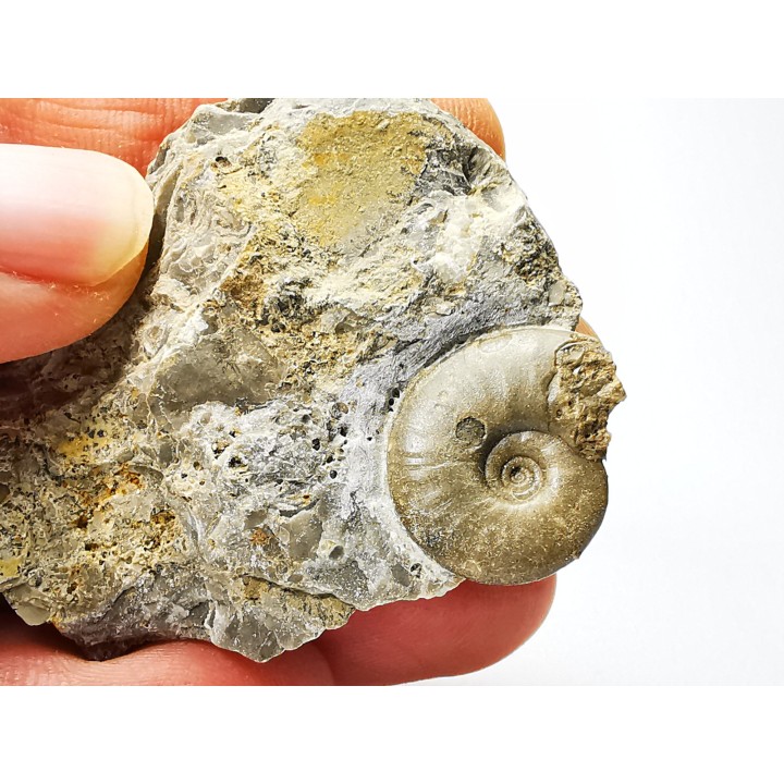 Ammonite from Early Triassic Dieneroceras spathi (kummel & Steele)- Elko Co., Nevada, USA