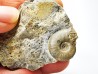 Ammonite from Early Triassic Dieneroceras spathi (kummel & Steele)- Elko Co., Nevada, USA