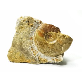 Ammonite from Early Triassic Dieneroceras spathi (kummel & Steele)- Elko Co., Nevada, USA