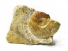 Ammonite du Trias Inférieur Dieneroceras spathi (kummel & Steele)- Elko Co., Nevada, USA