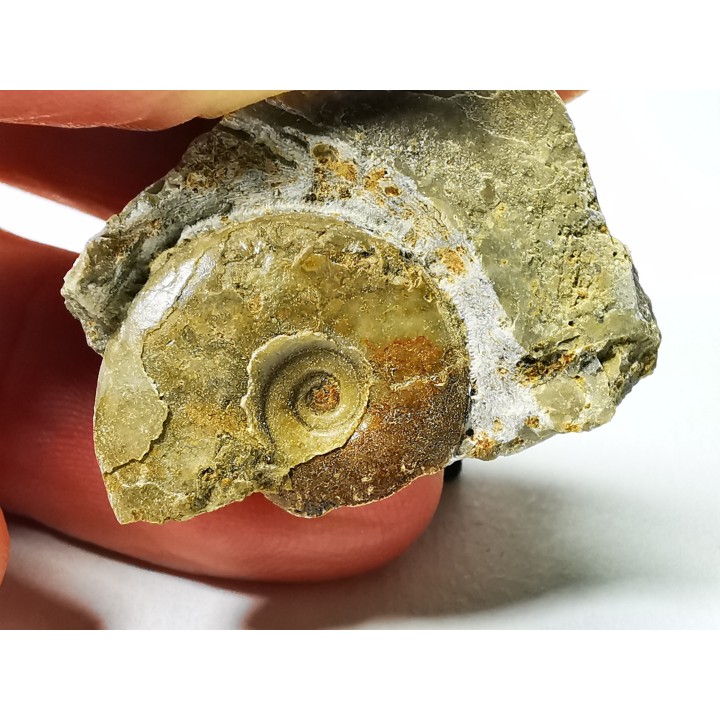 Ammonite du Trias Inférieur Dieneroceras spathi (kummel & Steele)- Elko Co., Nevada, USA