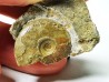 Ammonite from Early Triassic Dieneroceras spathi (kummel & Steele)- Elko Co., Nevada, USA