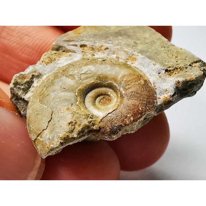 Ammonite du Trias Inférieur Dieneroceras spathi (kummel & Steele)- Elko Co., Nevada, USA