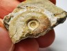Ammonite du Trias Inférieur Dieneroceras spathi (kummel & Steele)- Elko Co., Nevada, USA
