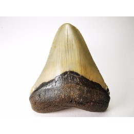 Dent de requin: Carcharodon megalodon, Miocène (USA)