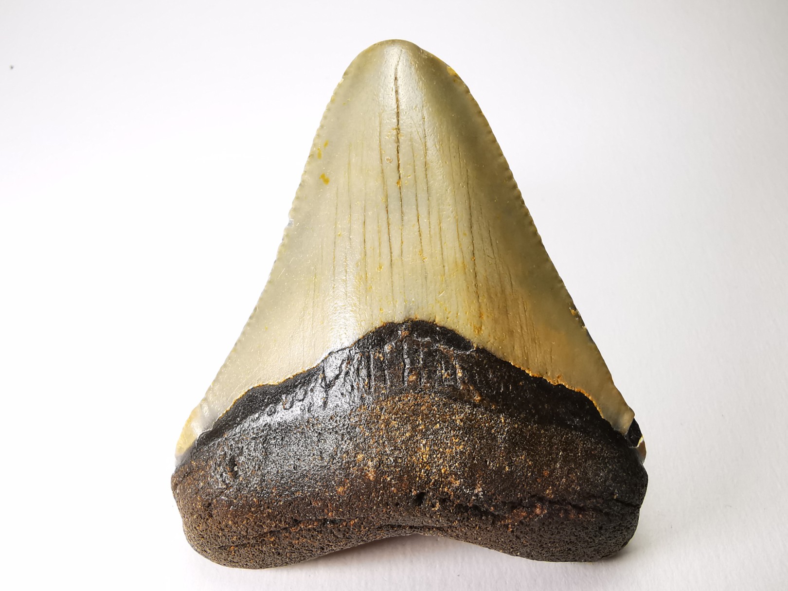 shark teeth: Carcharodon megalodon - Miocene (USA)