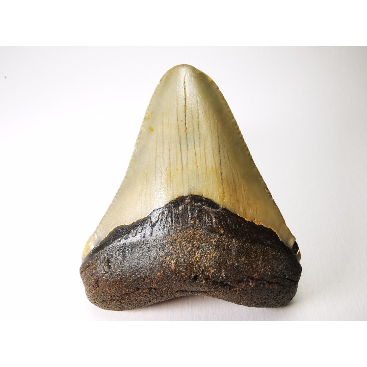 shark teeth: Carcharodon megalodon - Miocene (USA)