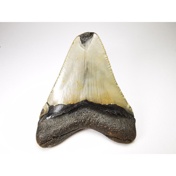 shark teeth: Carcharodon megalodon - Miocene (USA)