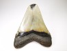 Dent de requin: Carcharodon megalodon, Miocène (USA)