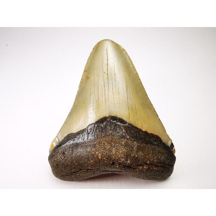 shark teeth: Carcharodon megalodon - Miocene (USA)