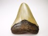 Dent de requin: Carcharodon megalodon, Miocène (USA)