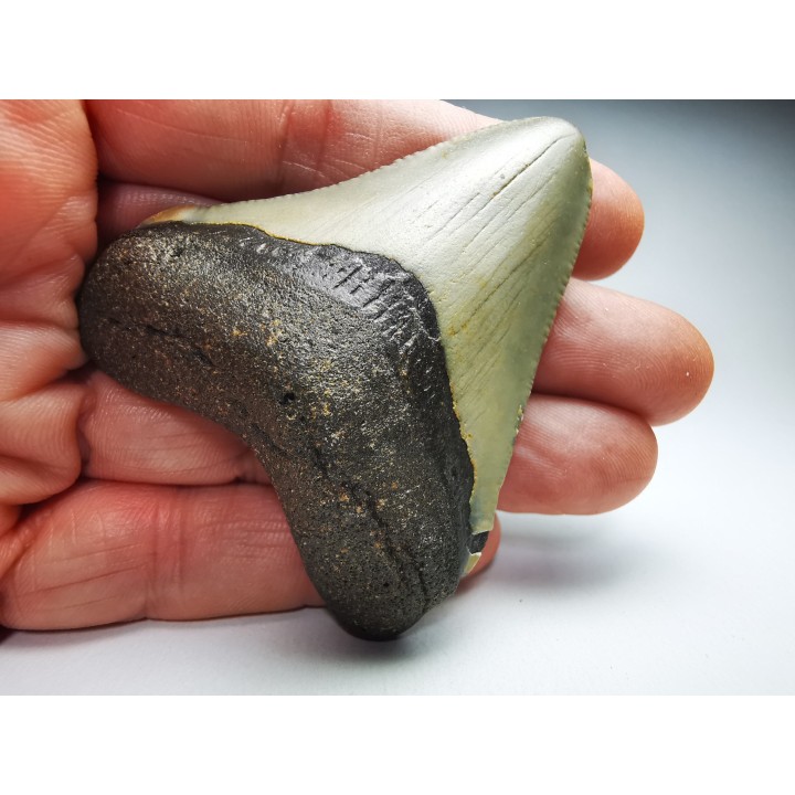 shark teeth: Carcharodon megalodon - Miocene (USA)