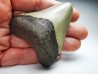 Dent de requin: Carcharodon megalodon, Miocène (USA)