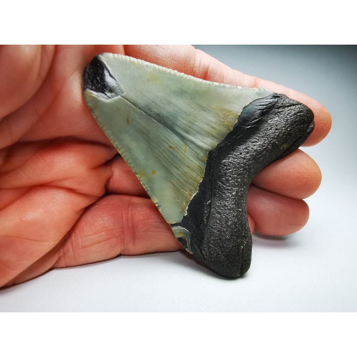 Dent de requin: Carcharodon megalodon, Miocène (USA)