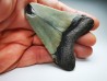 Dent de requin: Carcharodon megalodon, Miocène (USA)