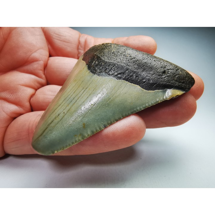 Dent de requin: Carcharodon megalodon, Miocène (USA)