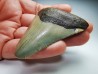 shark teeth: Carcharodon megalodon - Miocene (USA)