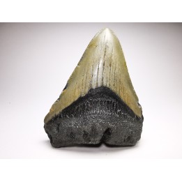 shark teeth: Carcharodon megalodon - Miocene (USA)