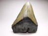 shark teeth: Carcharodon megalodon - Miocene (USA)