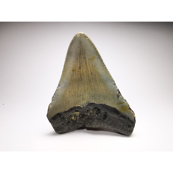 Dent de requin: Carcharodon megalodon, Miocène (USA)