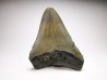 shark teeth: Carcharodon megalodon - Miocene (USA)