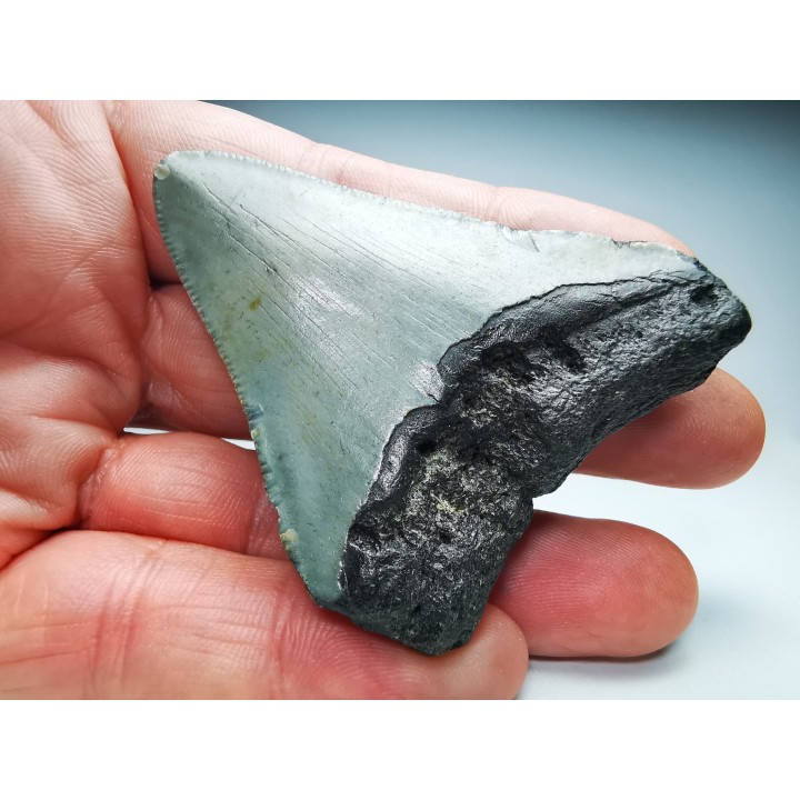 Dent de requin: Carcharodon megalodon, Miocène (USA)