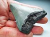 shark teeth: Carcharodon megalodon - Miocene (USA)