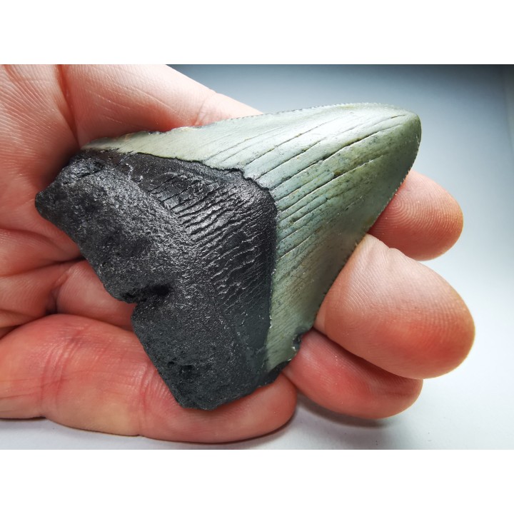 Dent de requin: Carcharodon megalodon, Miocène (USA)