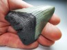 shark teeth: Carcharodon megalodon - Miocene (USA)