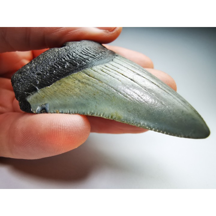 shark teeth: Carcharodon megalodon - Miocene (USA)