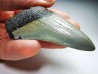 shark teeth: Carcharodon megalodon - Miocene (USA)