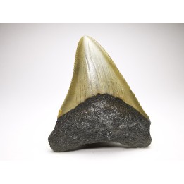 shark teeth: Carcharodon megalodon - Miocene (USA)