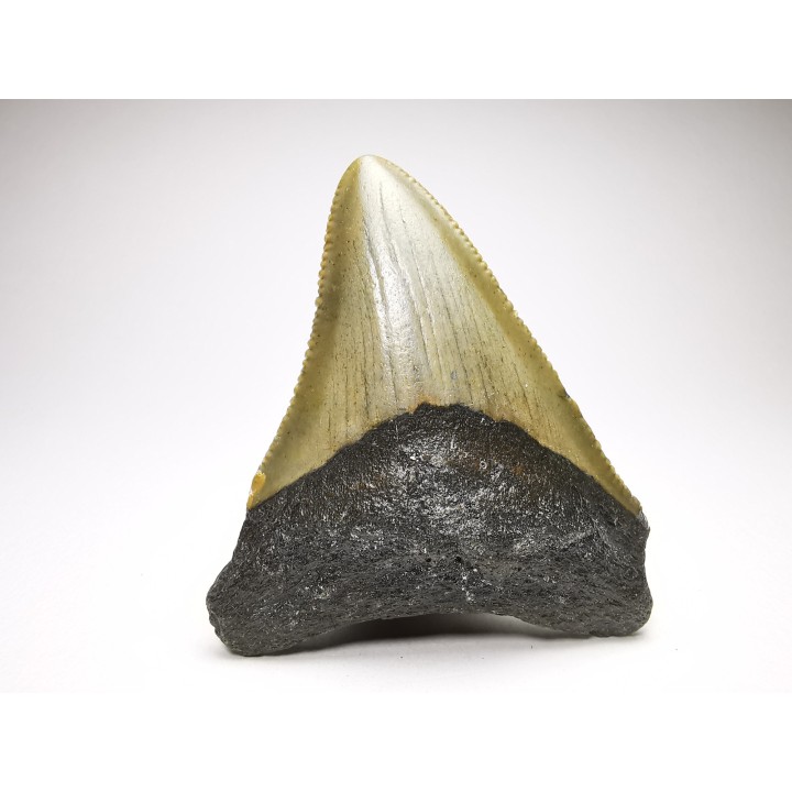 shark teeth: Carcharodon megalodon - Miocene (USA)