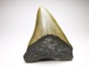 shark teeth: Carcharodon megalodon - Miocene (USA)