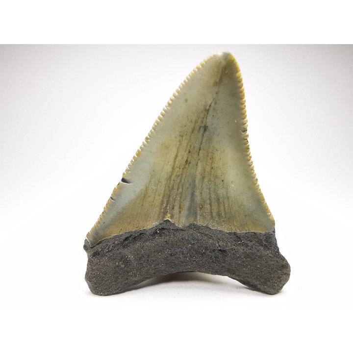 shark teeth: Carcharodon megalodon - Miocene (USA)