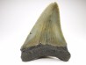 shark teeth: Carcharodon megalodon - Miocene (USA)