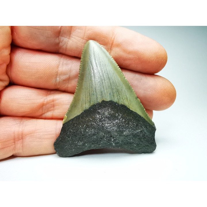 Dent de requin: Carcharodon megalodon, Miocène (USA)