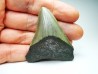 shark teeth: Carcharodon megalodon - Miocene (USA)