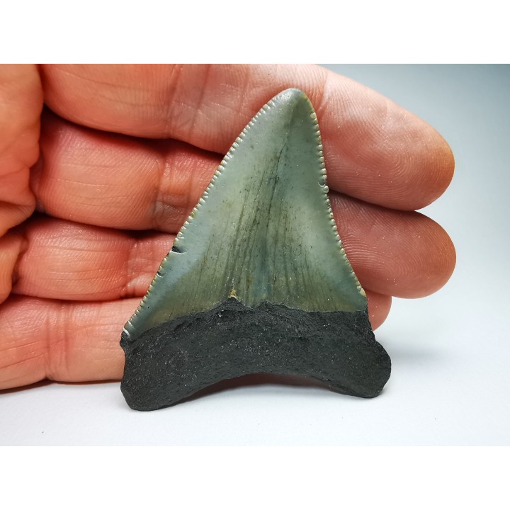 shark teeth: Carcharodon megalodon - Miocene (USA)