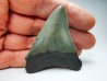 Dent de requin: Carcharodon megalodon, Miocène (USA)