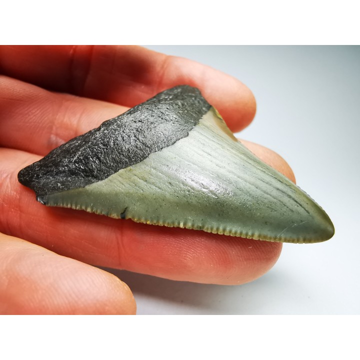 shark teeth: Carcharodon megalodon - Miocene (USA)