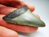 shark teeth: Carcharodon megalodon - Miocene (USA)